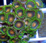 green skirt teal ring yellow center.jpg