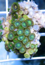 green center combo small.jpg