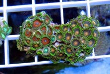 sunflower combo rock super bright.jpg