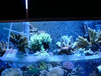 reefjuly2004.jpg