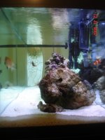 75 gallon tank 002.jpg