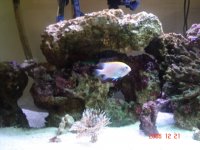 75 gallon tank 006.jpg