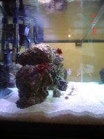 75 gallon tank 004.jpg