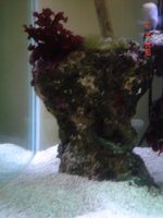 75 gallon tank 009.jpg