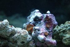 DSC_0006 (Medium).JPG