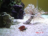 75 gallon tank 008.jpg