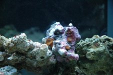 DSC_0005 (Medium).JPG