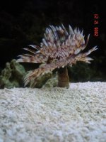 75 gallon tank 007.jpg
