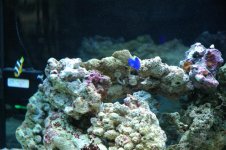 DSC_0002 (Medium).JPG