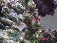 75 gallon tank 010.jpg