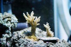 8monthacros.jpg