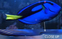 Hanging-from-Blue_Tang_5776.jpg
