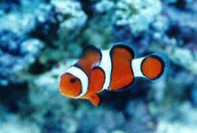 amphiprion_ocellaris_false_percula_clownfish1459.jpg