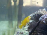 gobie(2)ver2.jpg