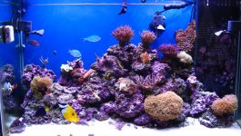 Aquarium 004.jpg