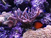 Aquarium 002.jpg