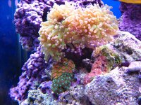 Aquarium 012.jpg