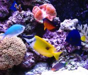 Fish tank 003.jpg