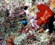 ribbon eel auto levs.jpg