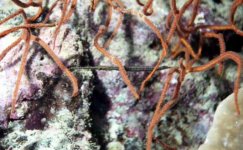 pipefish auto levs.jpg