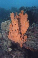 Orange Sponge enhanced.jpg