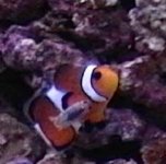 clown1.jpg
