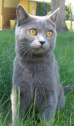 Cat_Chartreux.jpg