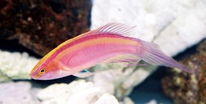 CirrRoseafasciaMa16cm-2.jpg