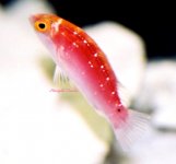 CirrRoseafascia4cm-2.jpg
