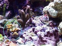 Purple Montipora.JPG