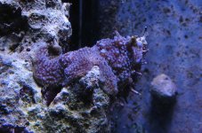 IMG_0815.jpg