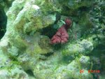 DSC00425-1.JPG