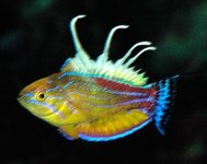 Paracheilinus.jpg