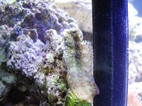 Blenny.jpg