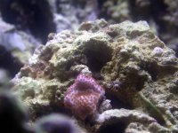 Fish 056.jpg