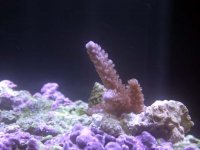 Fish 058.jpg