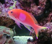 Anthias11.jpg