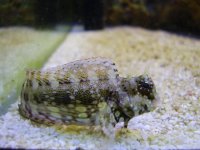 blenny1.jpg