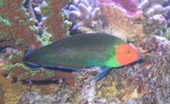 redheadedwrasse.jpg