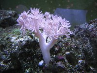RedSeaXenia.JPG