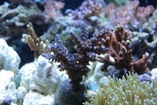DSC_0038.jpg