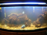 Tankhorrorpics002.jpg