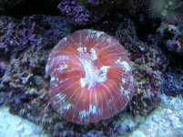 DSCN0807.JPG