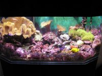 front-shot-of-tank.jpg