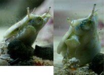 tn_conch.jpg