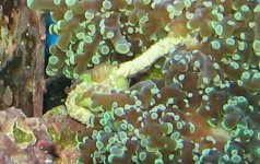 frogspawn sm file.jpg