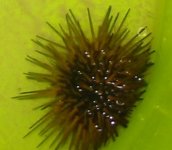 spiny urchin 2.jpg