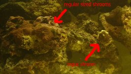 shrooms10-16.JPG