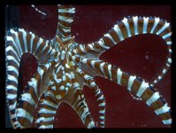 a_good_wunderpus_poseDSC_00.jpg
