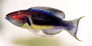 CirrBrunneus7cmFromSulawesiIndon.jpg